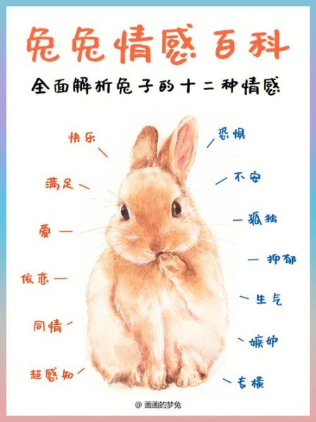兔子的生活习性(它们到底喜欢吃些什么呢)