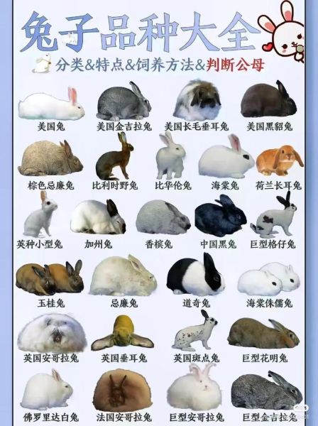 兔子的种类(你最想养哪种)