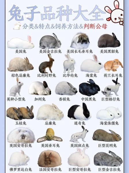 兔子的种类(你最想养哪种)