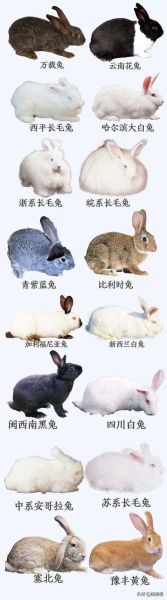 兔子的耳朵有什么作用和特点( 它们是怎样散热的)