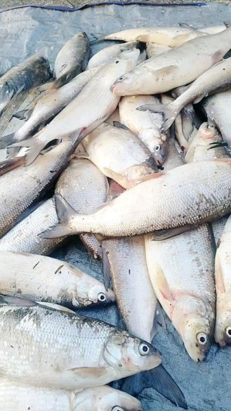 兔子鱼(它真的能吃吗)