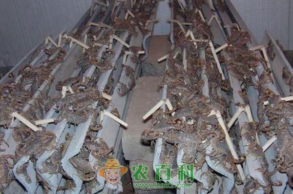全蝎养殖(怎么才能省钱又省力)
