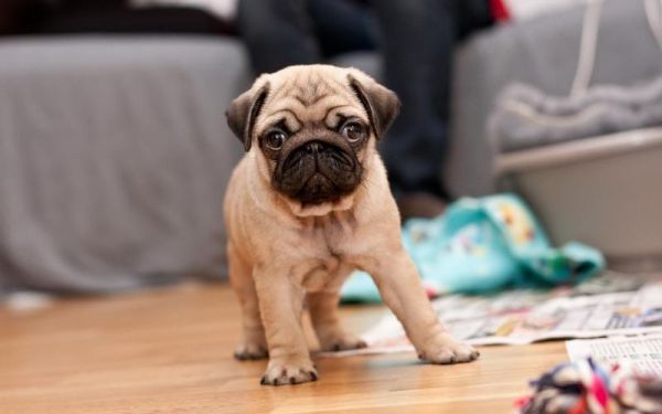 八哥犬(它们到底有多萌)