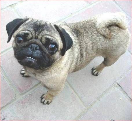 八哥犬图片(先看看这些图片吧)
