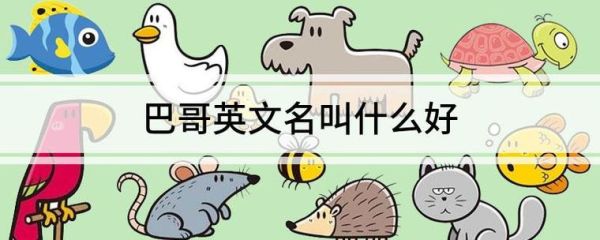 八哥犬多少钱(怎么才能买到合适的)