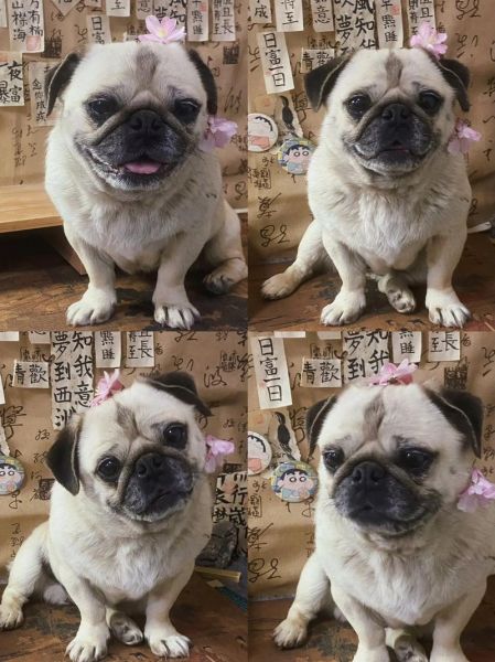 八哥犬多少钱一只(便宜的巴哥犬能买到吗)