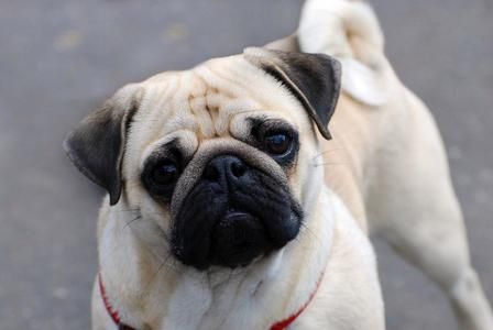 八哥狗多少钱(便宜的八哥犬和贵的八哥犬有什么区别)