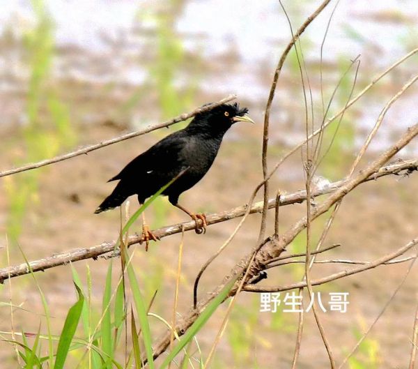 八哥鸟图片(还能模仿鸟叫)