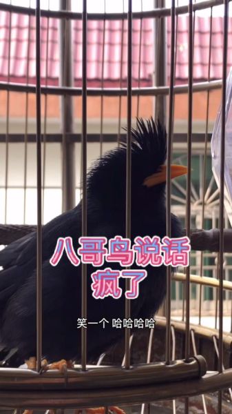 八哥鸟说话(它们会聊些什么)
