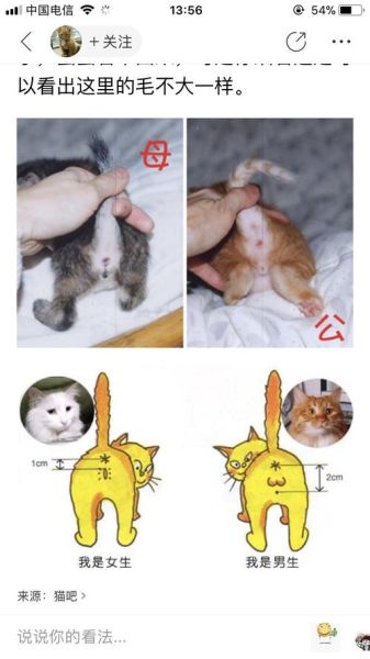 公猫好还是母猫好(公猫和母猫哪个更合适)