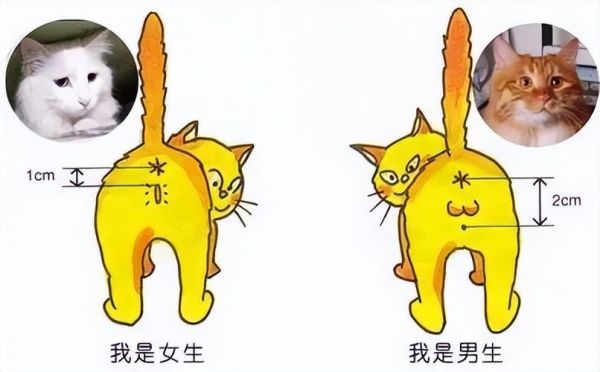 公猫端母猫(鼻子和头也能看出)