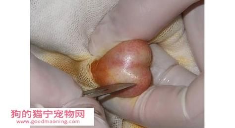 公猫绝育(它会更容易生病吗)