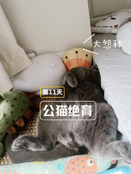 公猫绝育手术(会影响猫咪性格吗)