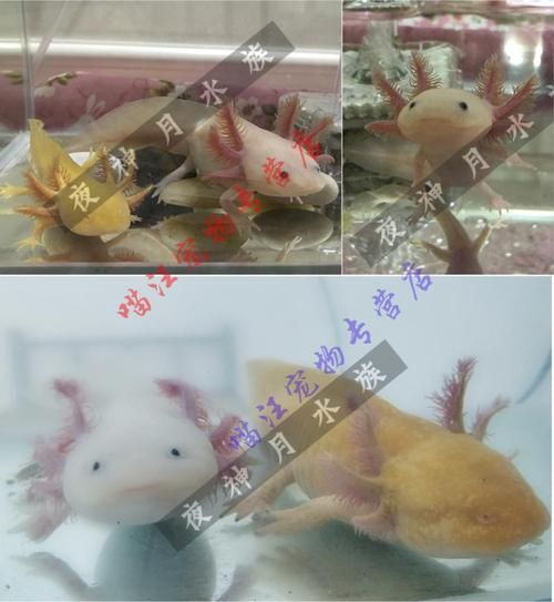六角蝾螈(哪个颜色最稀有)