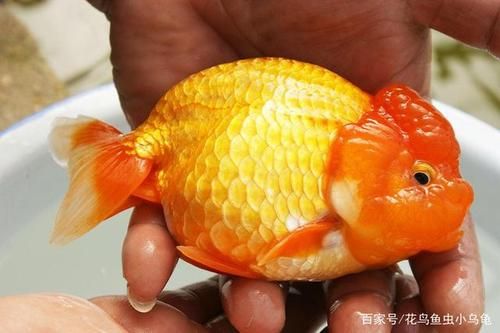 兰寿(怎么养才能活得久)