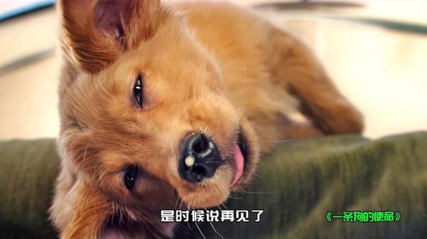 关于狗的电影有哪些(哪些电影让你感动落泪)