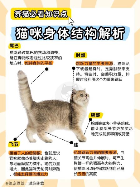 关于猫的资料( 你真的了解你的喵星人吗)