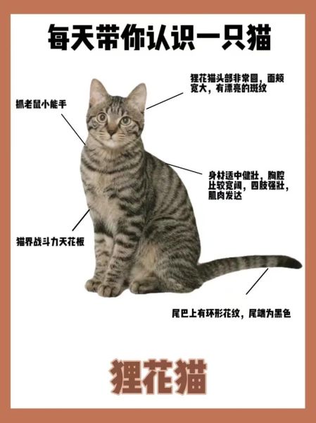 关于猫的资料( 你真的了解你的喵星人吗)