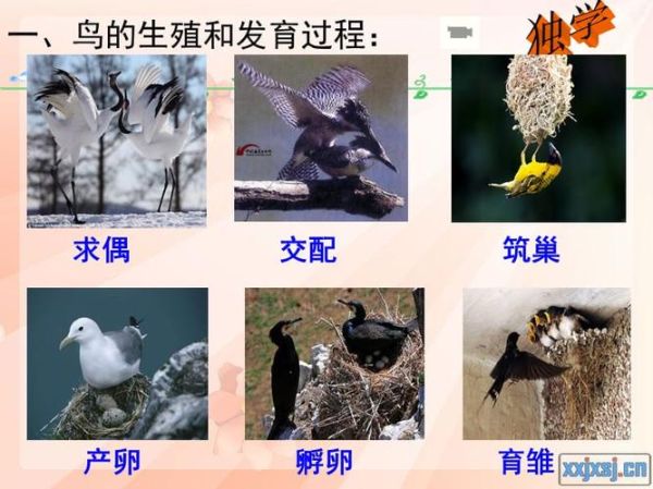 关于鸟的资料( 鸟类是如何繁殖的)