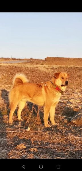 养什么肉狗好( 太行犬还是苏联红犬)