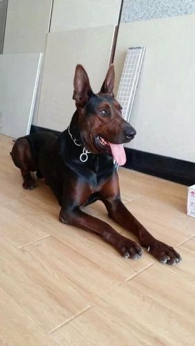 养什么肉狗好( 太行犬还是苏联红犬)