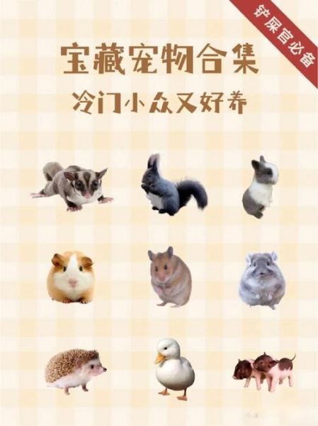 养只小宠物(养宠物真的像你想得那么简单吗)