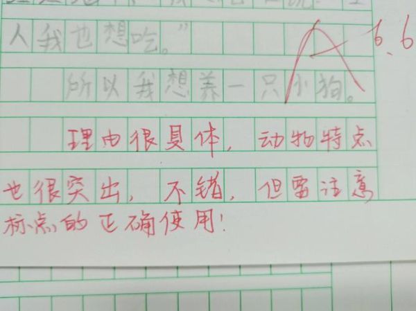 养只小宠物(养宠物真的像你想得那么简单吗)