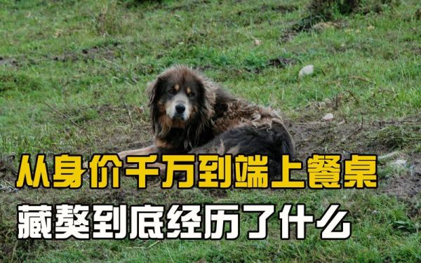 养宠物为什么这么贵( 到底是谁在割韭菜)