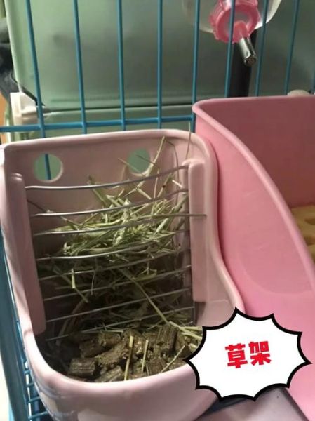 养宠物兔子(有哪些好处和坏处)
