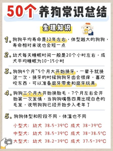 养宠物的好处(养个宠物每天都活力满满)