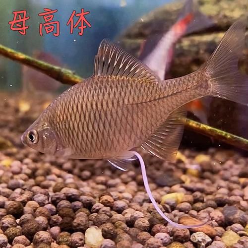 养宠物鱼(怎么才能挑选健康活泼的宠物鱼)