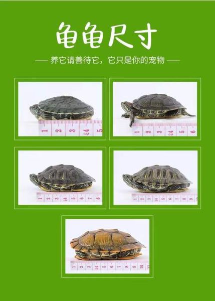 养巴西龟放多少水(幼龟和成龟要放多少水)