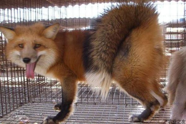 养狐狸(先看看这些养殖技巧)