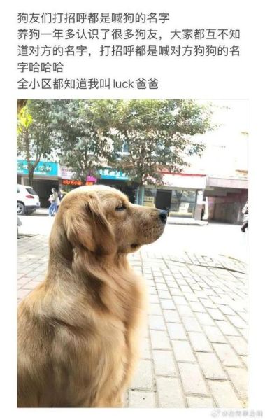 养狗的坏处(还会让你失去朋友吗)