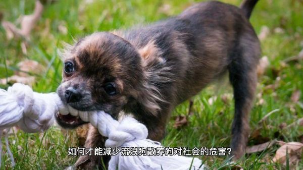 养狗的坏处(还会让你失去朋友吗)