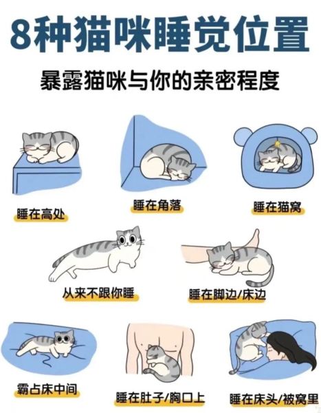 养猫好吗(养猫能做到吗)