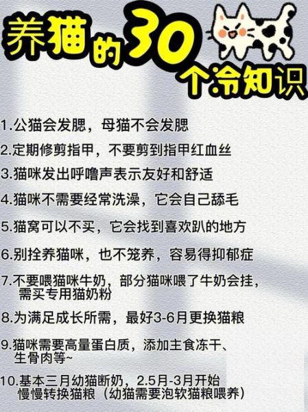 养猫的好处(养猫真的能让你更聪明吗)
