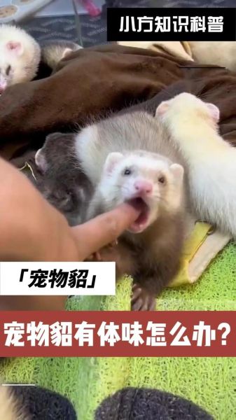 养貂( 如何合法养貂)