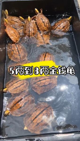 养金钱龟(水域够不够大)