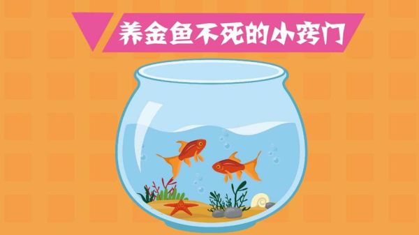 养金鱼( 到底有哪些养金鱼的秘诀)