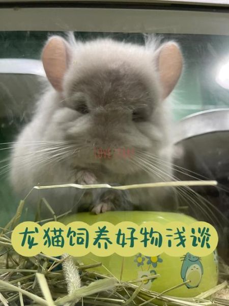 养龙猫(养龙猫要准备哪些东西呢)