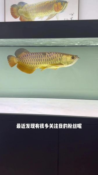 养龙鱼(养龙鱼要注意哪些细节)