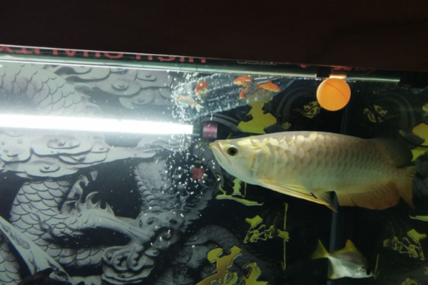 养龙鱼(养龙鱼要注意哪些细节)