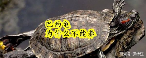 养龟为什么不能养双(这背后有什么科学道理吗)