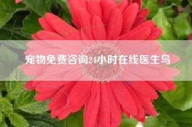 兽医咨询( 怎么选靠谱的平台)