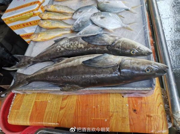 军曹鱼(它到底有多好吃)