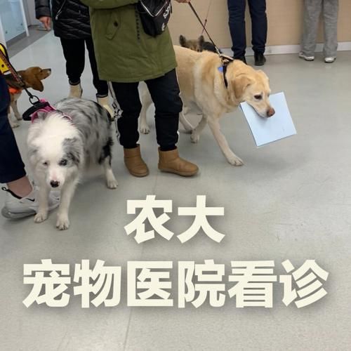 农大宠物医院( 停车方便吗)
