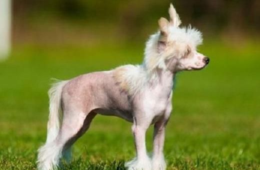 冠毛犬多少钱(哪些因素会影响价格)