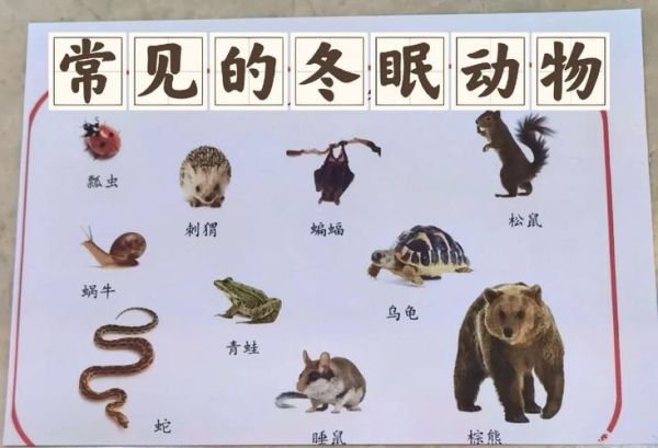 冬眠动物(它们睡觉和冬眠有什么区别)
