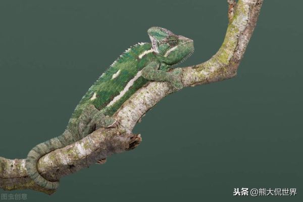 冷血动物的体温特征(它们会躲进洞穴里避寒吗)